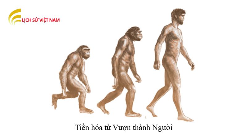 Vượn Người: Hành Trình Tiến Hóa Mối Liên Hệ Với Loài Người 3 nghien-cuu-khoa-hoc-ve-vuon-nguoi-va-tac-dong-den-hieu-biet-ve-nhan-loai